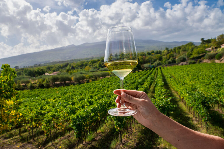 A importância do terroir na produção de vinhos